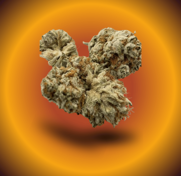 Cosmic Haze CBG Hydroponie